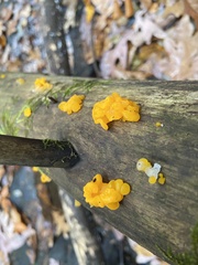 Dacrymyces chrysospermus