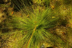 Xanthorrhoea johnsonii
