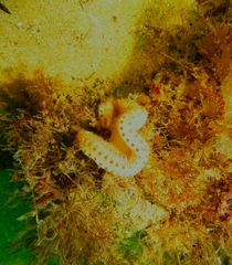 Sycozoa cerebriformis