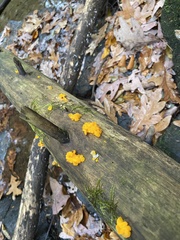 Dacrymyces chrysospermus