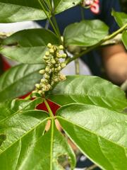 Paullinia pinnata