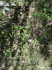 Lantana montevidensis