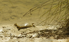 Apalone spinifera emoryi