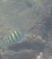 Abudefduf abdominalis