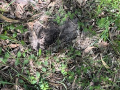 Lantana montevidensis