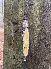 Trichoderma sulphureum