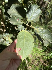 Mallotus claoxyloides