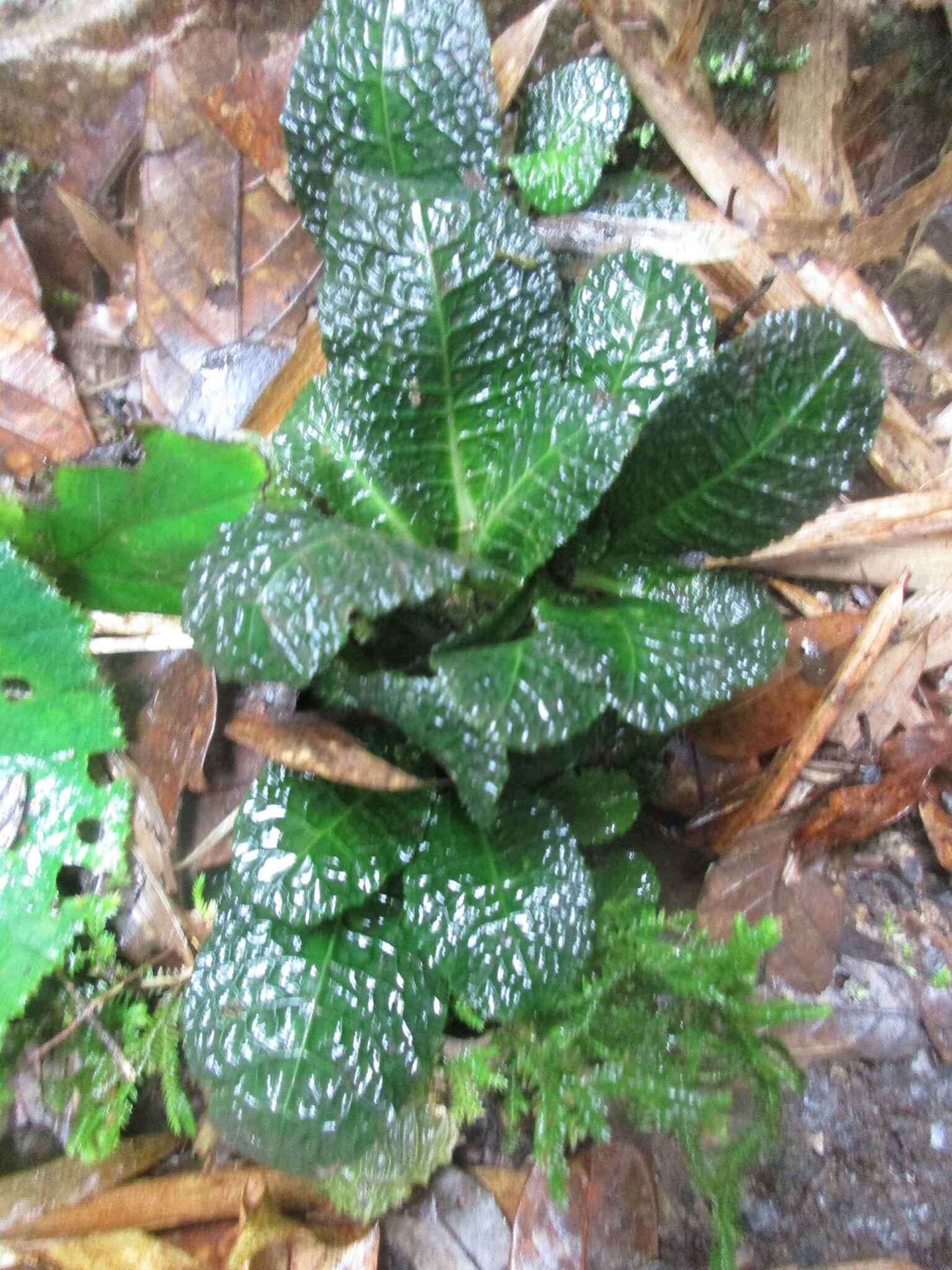 Primula petelotii (Primula petelotii)