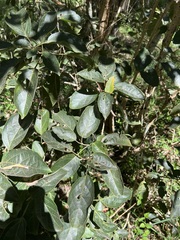 Mallotus claoxyloides