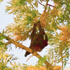 Pteropus alecto