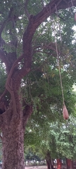Kigelia africana