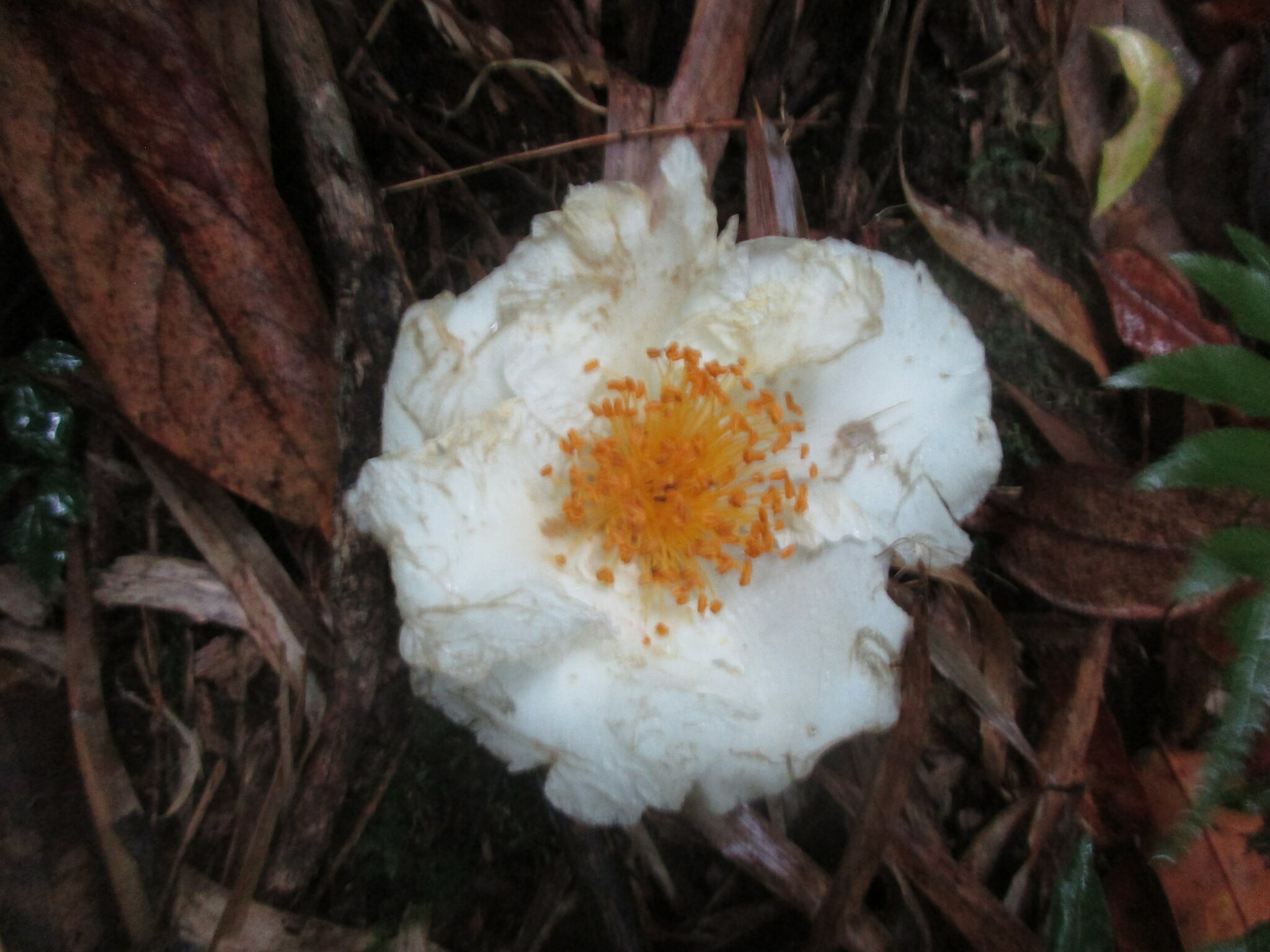Polyspora axillaris (Polyspora axillaris)