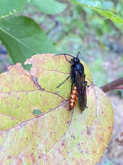 Elaphroptera