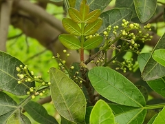 Schinus terebinthifolia