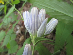 Gentiana decora