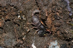 Urodacus manicatus