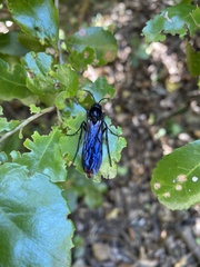 Elaphroptera