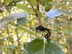 Elaphroptera
