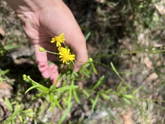 Senecio madagascariensis
