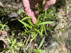 Senecio madagascariensis