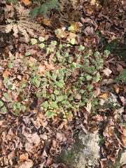 Thalictrum thalictroides