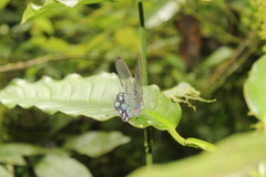 Pseudohaetera hypaesia