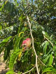 Calliandra surinamensis