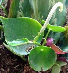 Peperomia tristachya