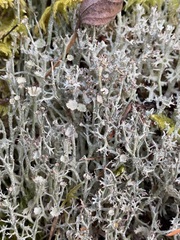 Cladonia uncialis