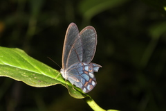 Pseudohaetera hypaesia