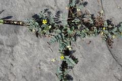 Sibbaldianthe bifurca