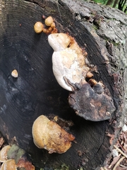 Fomitopsis schrenkii