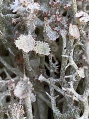 Cladonia uncialis