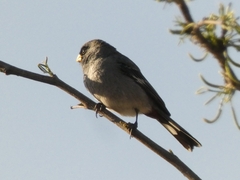 Catamenia analis