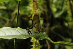 Pseudohaetera hypaesia