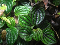Peperomia caperata