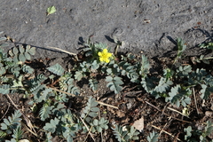 Sibbaldianthe bifurca