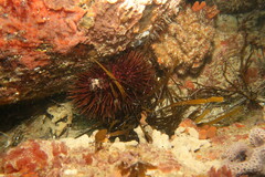 Heliocidaris erythrogramma