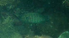 Cephalopholis cyanostigma