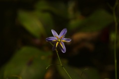 Dianella rara
