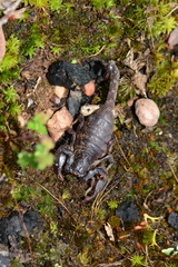 Urodacus manicatus