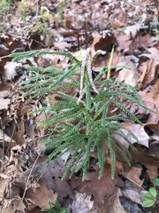 Dendrolycopodium