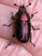 Lamprima aurata