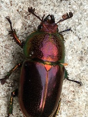 Lamprima aurata
