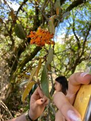 Byrsonima crassifolia