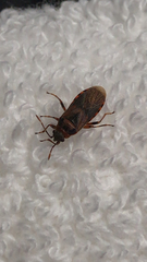 Arocatus melanocephalus