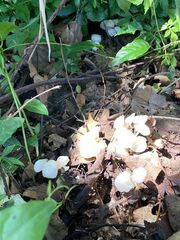 Marasmius calhouniae