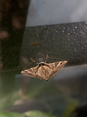 Agrioglypta itysalis