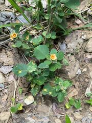Sida cordifolia