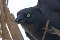 Corvus mellori